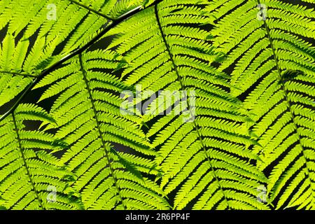 Verde brillante, piante di felce sane viste nella foresta pluviale australiana con dettagli ravvicinati, sfondo scuro sfocato. Foto Stock