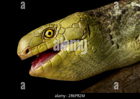 Isola di Solomons skink o skink scimmia (Corsica zebrata) primo piano. Foto Stock