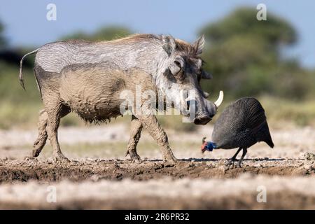 Fango coperto di warthog comune (Phacochoerus africanus) a piedi da guineafowl Helmeted (Numida meleagris) - Onkolo Hide, Onguma Game Reserve, Namibia, Afr Foto Stock