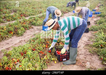 Contadino ispanico che raccoglie pomodori sul campo di fattoria Foto Stock