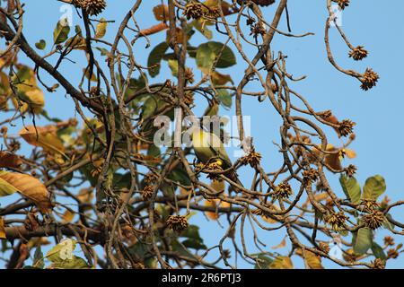 Piccione verde con piede giallo Foto Stock