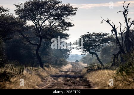 Strada sterrata nella riserva naturale di Onguma, Namibia, Africa Foto Stock