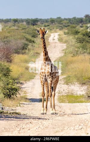 Giraffa in piedi in strada presso la Riserva di gioco di Onguma, Namibia, Africa Foto Stock