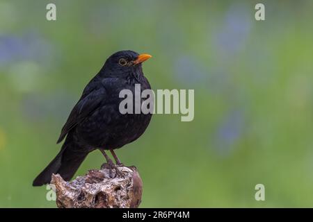 Blackbird comune [ Turdus merula ] su vecchio ceppo con fiori Bluebell fuori fuoco in background Foto Stock