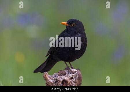 Blackbird comune [ Turdus merula ] su vecchio ceppo con fiori Bluebell fuori fuoco in background Foto Stock