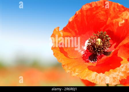 Poppy primo piano si trova proprio su uno sfondo Foto Stock