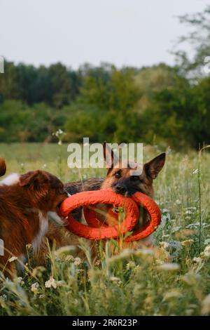 Felice attivo australiano e tedesco energico a piedi nel parco di divertimento. Due adorabili cani giocare tiro di guerra con giocattoli di gomma rotonda in campo estivo a s Foto Stock