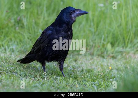 Rook [ Corvus Frugilegus ] uccello giovane su prato da giardino Foto Stock