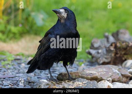 Rook [ Corvus Frugilegus ] uccello adulto su bordo di stagno roccioso Foto Stock