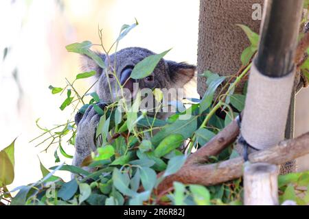 Un'immagine ravvicinata di un koala arroccato su un ramo dell'albero circondato da un lussureggiante fogliame verde Foto Stock