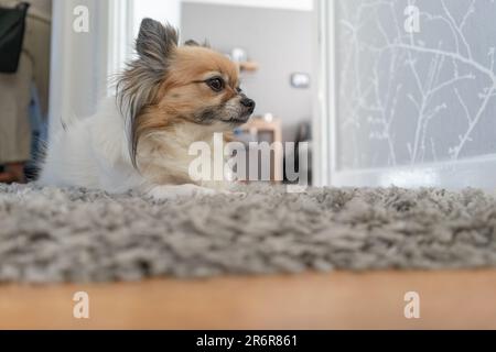 Chihuahua in riposo all'interno di un angolo accogliente di un piccolo corridoio. Foto Stock