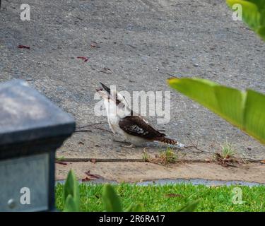 Un kookaburra che mangia alcuni vermi post-pioggia sul vialetto d'ingresso, uccello nativo australiano, becco aperto, da mangiare Foto Stock