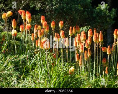 Spicca la fioritura della pianta Torch Lily Red Hot Poker, vivace in una fioritura di massa appuntita, motivi naturali, giardino australiano in inverno Foto Stock