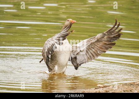 L'oca di Greylag (Anser anser) che flapping l'ala Bodenham Lake Herefordshire Inghilterra Regno Unito. Maggio. 2023 Foto Stock