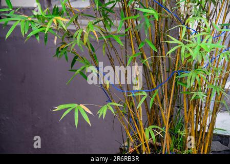 Bambù dorato anche conosciuto come bambù di Fishpole o aurea Phyllostachys con le foglie verdi Foto Stock