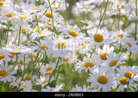 Fiori di margherite selvatici che crescono su prato, prato, camomiles bianco su sfondo verde erba. Margherita di Oxeye, vulgare di Leucanthemum, margherite, margherite comune, cane Foto Stock