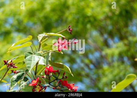 Peregrina, Jatropha piccante, Jatropha integerrima, primo piano piccoli fiori rossi isolati su fondo naturale. Israele Foto Stock