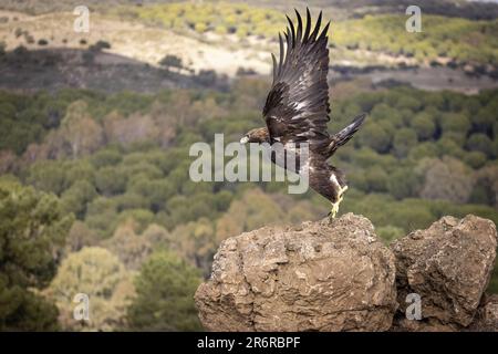 Aquila reale (Aquila chrysaetos), Sierra Morena, Andalusia, Spagna, Europa Foto Stock
