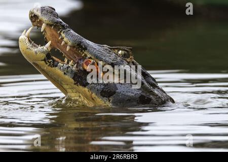 Caimano jacarè (Caiman yacare), Pantanal, Brasile Foto Stock