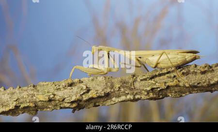 Grande donna che prega mantis seduto sul ramo in erba e cielo blu sfondo. Mantis europeo (Mantis religiosa) Foto Stock