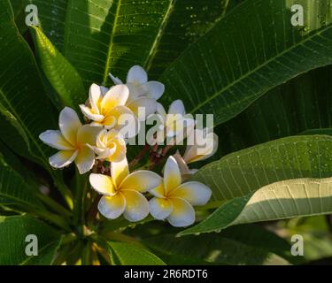 Vista in primo piano di una plumeria bianca e gialla o di un gruppo di fiori frangipani sullo sfondo del fogliame dopo la pioggia nel soleggiato giardino tropicale Foto Stock