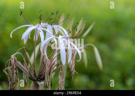 Primo piano di fiori bianchi e viola e gemme di crinum asiaticum aka bulbo di veleno, giganti di crinum o giglio di ragno che fioriscono all'aperto Foto Stock