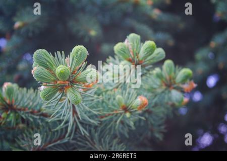 Abete rosso - conifere sempreverdi. Messa a fuoco selettiva. Primo piano. Foto Stock