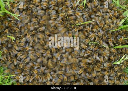 Primo piano di uno sciame di Miele con movimento sfocato. Foto Stock