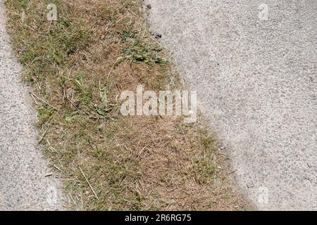 Erba morta / morente e erbacce nella parte centrale della remota strada rurale in Cornovaglia. Probabilmente questi sono stati spruzzati con erbicida, ma un'onda di calore era accesa. Foto Stock