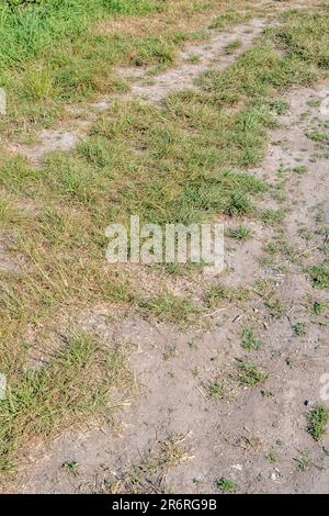 Terreno arato e piante in difficoltà durante l'estate 2023 Regno Unito caldo / siccità / scarsità di acqua. Anche i divieti di tubi rigidi. Foto Stock