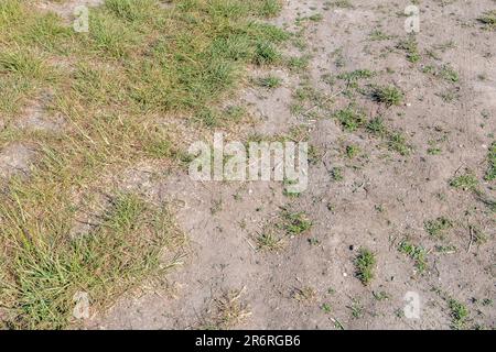 Terreno arato e piante in difficoltà durante l'estate 2023 Regno Unito caldo / siccità / scarsità di acqua. Anche i divieti di tubi rigidi. Foto Stock