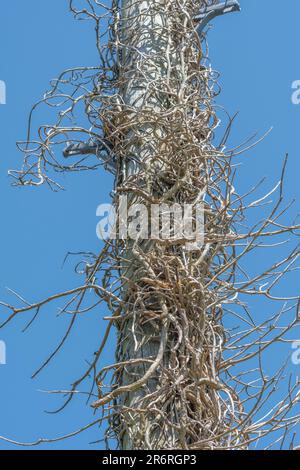 Hedera Helix / Edy-coperto tronco morto albero impostato contro cielo estivo blu. Concetto di piante da arrampicata, alberi morti, metafora soffocante, edera soffocante e strisciante Foto Stock