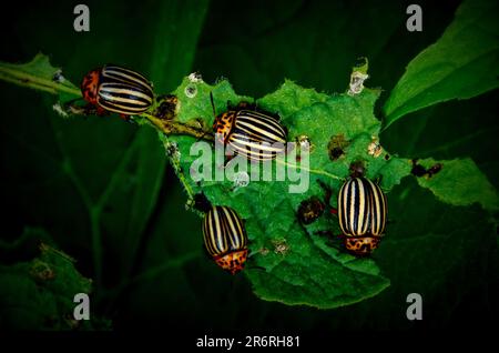 diversi coleotteri di patate su una foglia di una pianta di patate buchi mangiare nella foglia Foto Stock