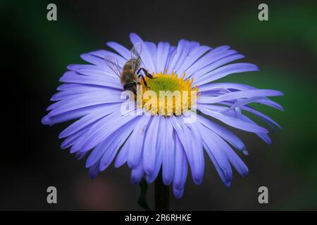 Il polline e il nettare dell'ape del miele sul fiore viola grande Foto Stock