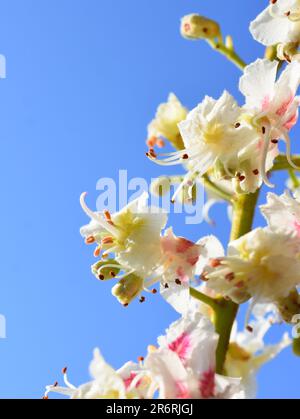 Ramo fiorito di ippocastano Aesculus hippocastanum e cielo blu sfondo Foto Stock