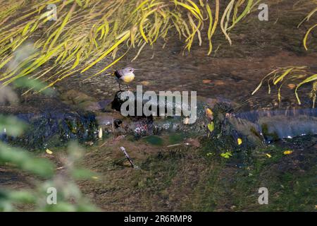 Coda di cavallo grigia Motacilla cinerea, immagine panoramica con coda di cavallo femmina arroccata su un masso nel fiume arun, testa posteriore grigia e coda gialla sotto e cunetta Foto Stock