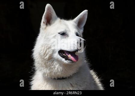 Primo piano di un cane bianco da compagnia all'aperto sotto il sole estivo Foto Stock