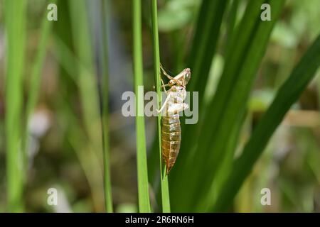 Empty shell or cocoon of a dragonfly larva hanging on a reed leaf in the pond, abandoned after the metamorphose, copy space, selected focus, narrow de Foto Stock