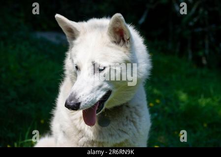 Primo piano di un cane bianco da compagnia all'aperto sotto il sole estivo Foto Stock
