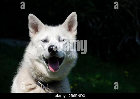 Primo piano di un cane bianco da compagnia all'aperto sotto il sole estivo Foto Stock