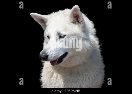 Primo piano di un cane bianco da compagnia all'aperto sotto il sole estivo Foto Stock