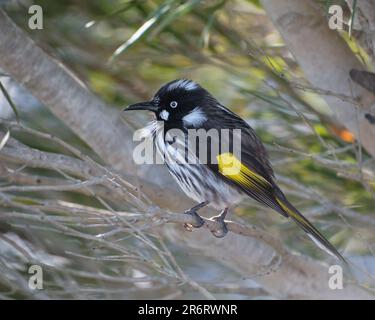 New Holland Honeyeater Foto Stock