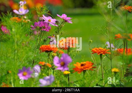 Zinnias fioritura in giardino Foto Stock