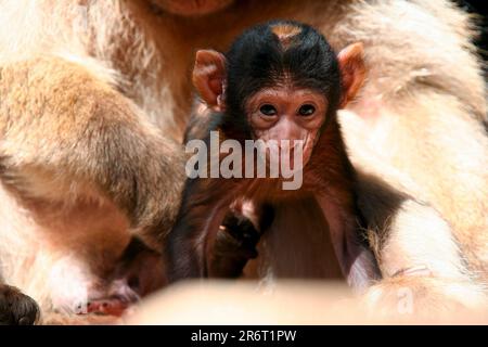 Piccolo macaco barbaro nelle foreste vicino Azrou Marocco Foto Stock