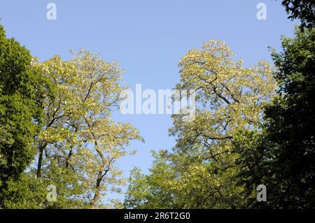 Hoehenpark Killesberg Stoccarda, alberi in primavera, alberi di acacia in fiore, giardino di rose a Oberderdingen Foto Stock