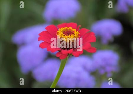 Zinnia (Zinnia violacea) fiorendo nel giardino, Zinnia Foto Stock