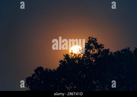 Luna piena che risplana orbitando attraverso silhouette albero nel cielo notturno Foto Stock