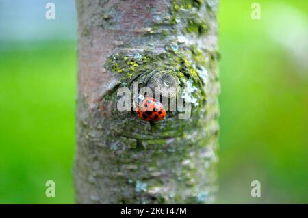 Ladybird su un tronco d'albero, scarabeo asiatico (Harmonia axyridis) Foto Stock