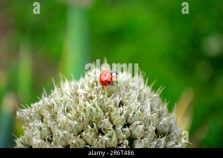 Ladybird su cipolla fiore, asian lady beetle (Harmonia axyridis) cipolla, cipolla (allio), bulbo, cipolla da cucina (Allium cepa), cipolla da giardino, cipolla estiva Foto Stock