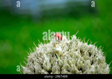 Ladybird su cipolla fiore, asian lady beetle (Harmonia axyridis) cipolla, cipolla (allio), bulbo, cipolla da cucina (Allium cepa), cipolla da giardino, cipolla estiva Foto Stock